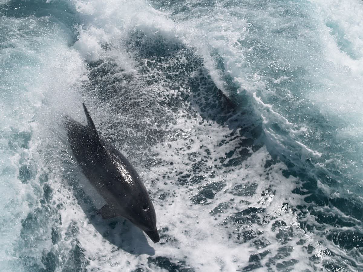 Dolphin surfing inside a breaking wave