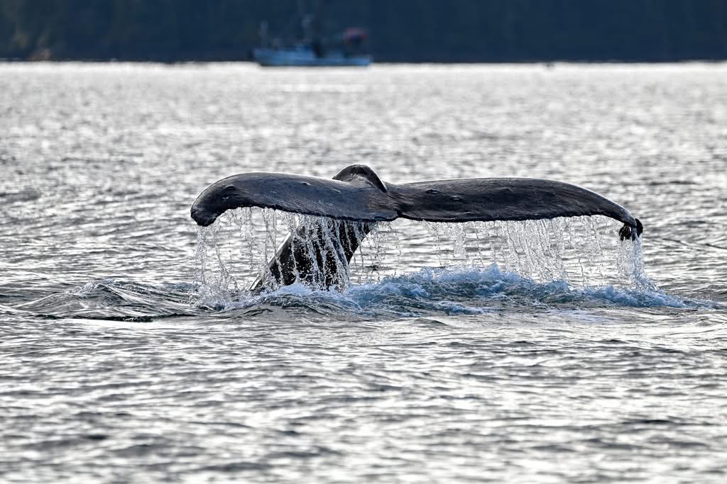 Humpback whale fluke in Sitka, Alaska waters