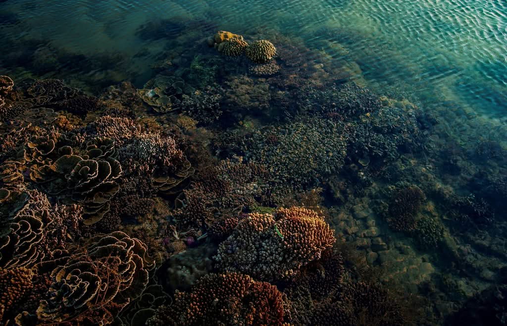 Beautiful coral reef underwater, vibrant marine life ecosystem
