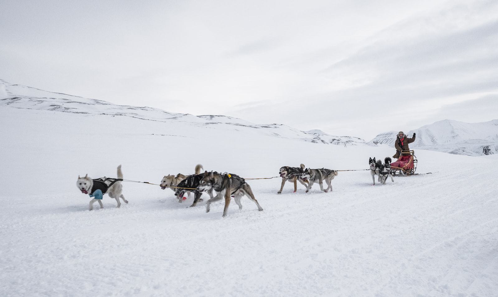 Sled dog team pulling a sled across bright snow