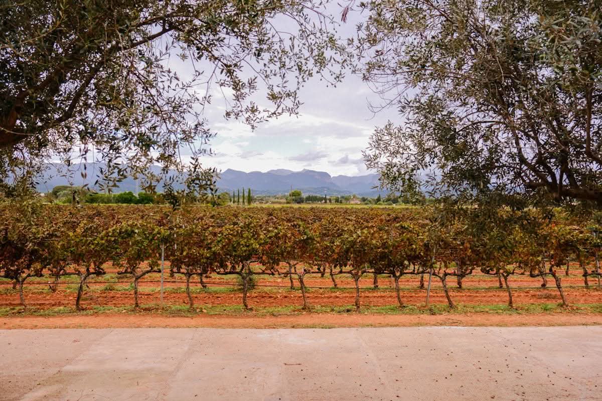 Vineyard rows in Mediterranean wine country